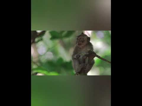 Video: Hamadryl: Stanoviště, Chování A Nepřátelé Primátů