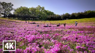 🌺Azeleas Festival Walking Tour in Seoul. Spring has come🌿 l 4K HDR