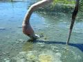 Galapagos.tv    -   Flamingo feeding /  Lakes of Isabela