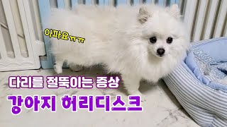 갑자기 강아지가 다리를 절뚝거려요..(허리디스크 증상.진단)