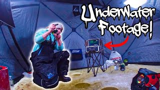 Ice Fishing Shallow Weeds For Aggressive Fish W/ Underwater Camera!!!(Underwater Footage!!)