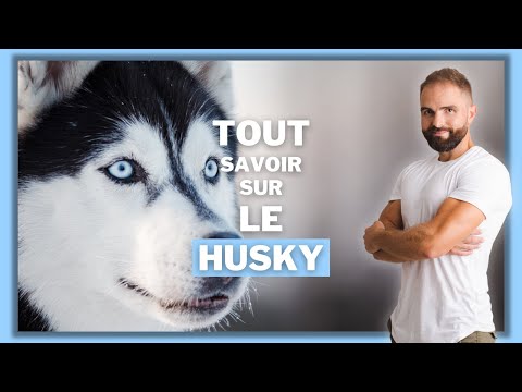 Vidéo: Caractéristiques de la chasse avec un husky