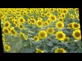 ♪「まっすぐに」松阪晶子