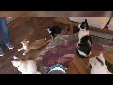 Cat rescues highlight the importance of adopting on International Cat Rescue Day