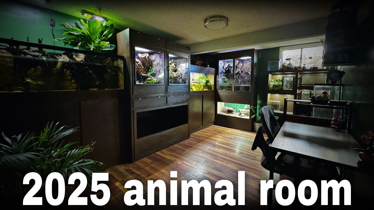 Animal room tour 2025