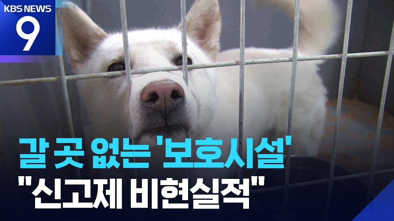 갈 곳 없는 동물만 수만 마리…신고제 효용논란 [9시 뉴스] / KBS  2026.04.26.