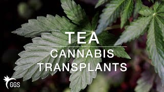Transplant Tea for Living Organic & No Till Cannabis Growing: Enzymes for the Garden