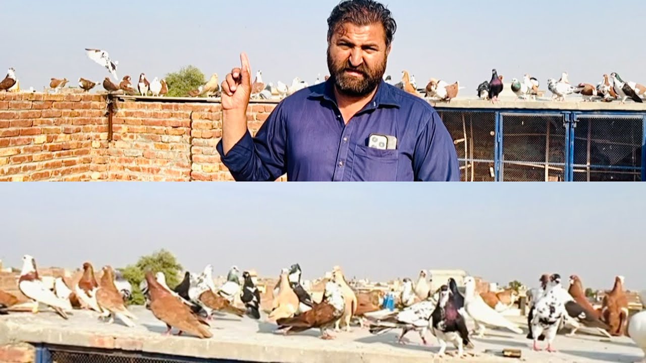 Mashallah 🥰aj ki new entry fighter 80 kabuter le ye ha |kabuter bohat acha ha #pigeon #bird #pigeon 