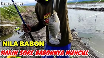 MANCING NILA BABON | DANAU TEMPE