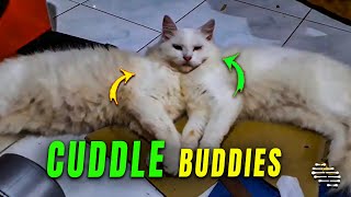 Cat’s Head Overlapping with Another as They Cuddle