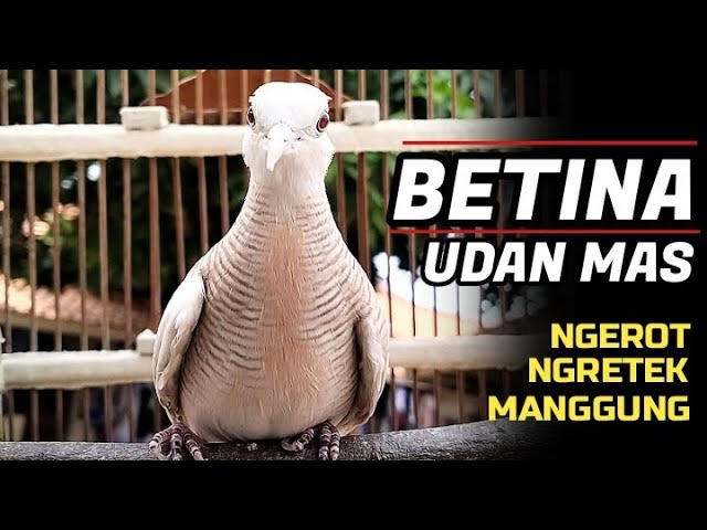 Perkutut Betina Cerewet Memanggil Jantan, Ngerot,Nretek, Manggung class=