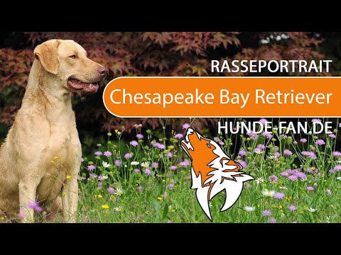 ► Chesapeake Bay Retriever [2019] Rasse, Aussehen &amp; Charakter