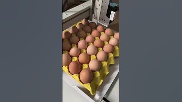 inkjet printer for eggs