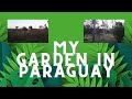 Walking around my paraguayan garden