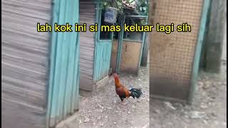 DI GEREPE GEREPE KESUKAAN NYA 🐔