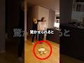 机と椅子小さくしてみたドッキリ #Meshyjp