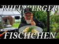 Rheinberger Fischchen aus dem Rhein 