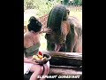 Friend this is for u, elephant guardians Let's save the nature and animals