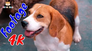 4K Dogs and Puppies Beautiful Animal Footage Episode 17 | Viral Dog