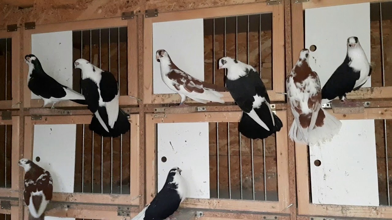 PORUMBEI GALATENI 2019