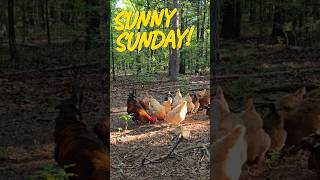 Sunday Morning in Oklahoma: Garden Questions?