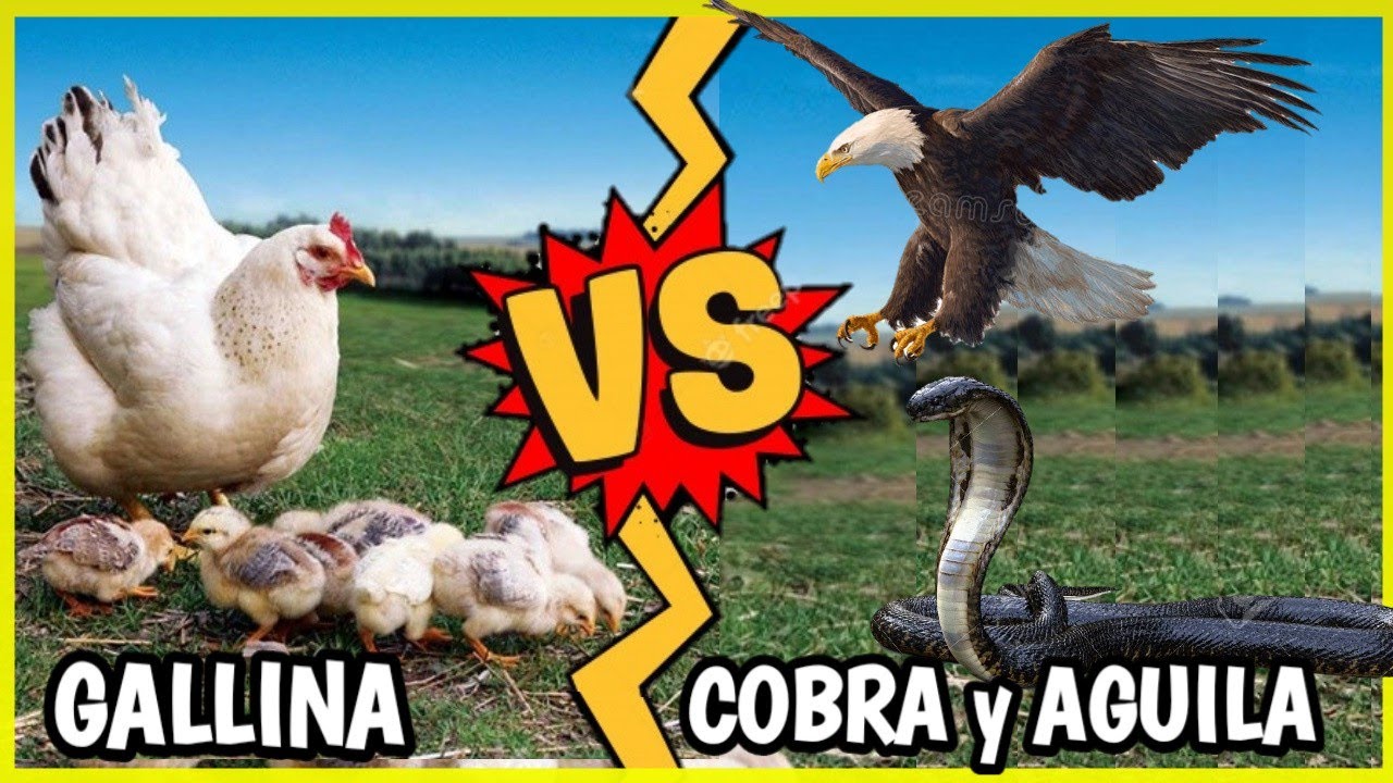 Gallina Vs Águila y Cobra | Gallina Atacando - YouTube