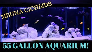 55 Gallon Aquarium  African Cichlids! Mbuna Tank