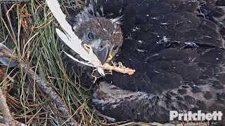 2018/02/02 SWFL Eagles~Close up from a sweet eaglet~ 9:23am