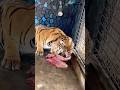 #jimcorbettwildlifeandnatureview #animals #bigcats #tigerspotted #largecats