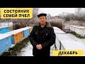 Состояние семей пчел в декабре | Начало зимовки