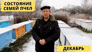 Состояние семей пчел в декабре | Начало зимовки