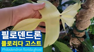 필로덴드론 플로리다 고스트 키우기