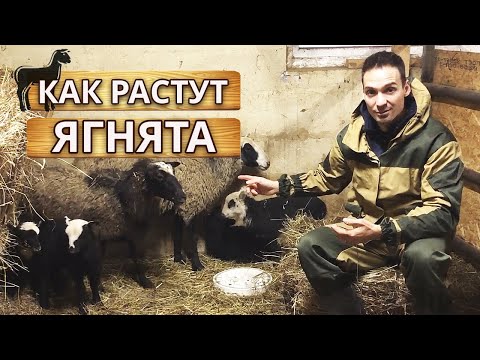 Взросление ягнят | Чем кормить ягнят в первые месяцы жизни?