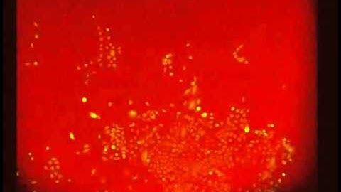 Media switching in M04S microfluidic cell culture chamber