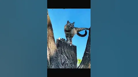 Kung Fu Cat 💀 thumbnail