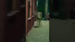 Donkey On The Loose!