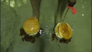 HowToBasic - How To Make Pancake Art (2X Speed)