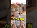 【何問正解できる？】ウソか本当どっちだ！？ part111 #ショート #クイズ #shorts #猫 #かわいい #cat #cute