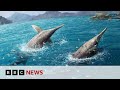 Largest ever sea creature discovered by scientists  bbc news