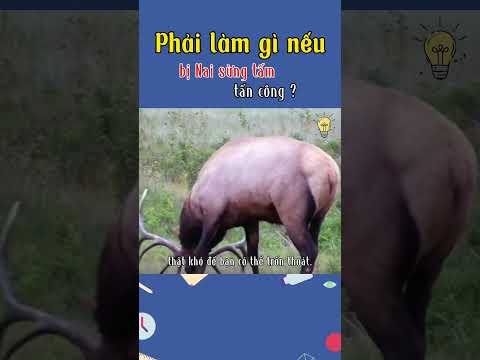 Video: Khung nai sừng tấm là gì?