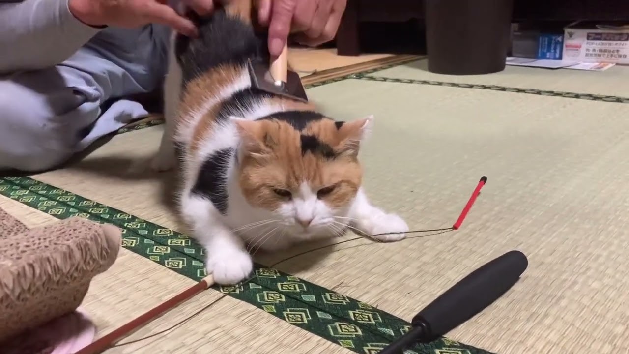 おしりぽんぽんしながらブラッシングのお手入れ【三毛猫】 - YouTube