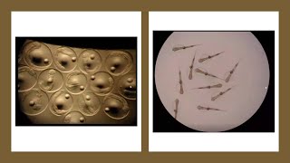 Turbot Broodstock Management Part 3 Propagation