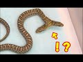 激レア&大型!珍しい爬虫類が沢山いる爬虫類ショップが凄すぎた!!!