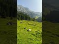 📍Kandersteg, Switzerland🇨🇭 #switzerland #kandersteg #swissview #shorts #swissbeauty #swisstravel