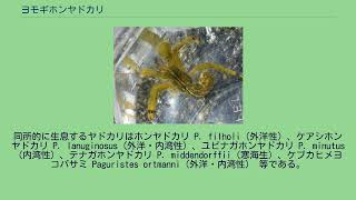 ヨモギホンヤドカリ Youtube