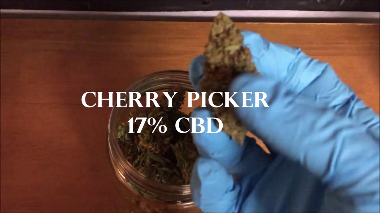 Hemp Flower 2019 Harvest review #1
