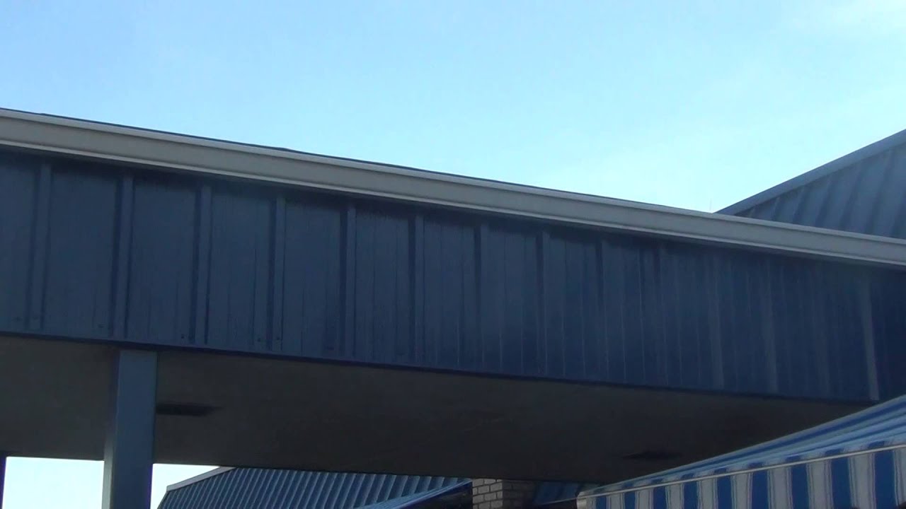 Birds at Staples Mill Road Station YouTube