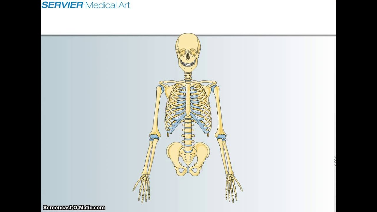 Bones and Joints Review Video