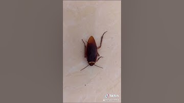 Tiểu Cường của tôi đó🤣🤣 #vinhchu #shorts