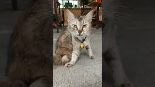 cat videos for cats to watch - poor cat - it lost his voice by Doweelant 12 views 1 year ago 8 minutes, 12 seconds